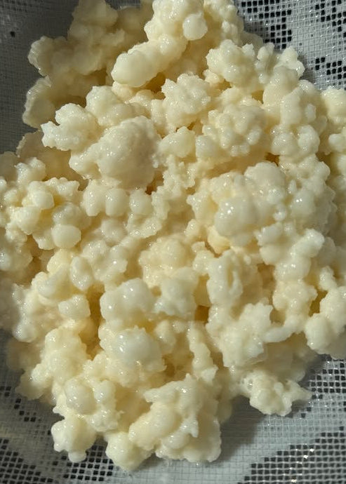 Biologische kefir korrels - 10 gram - inclusief uitleg