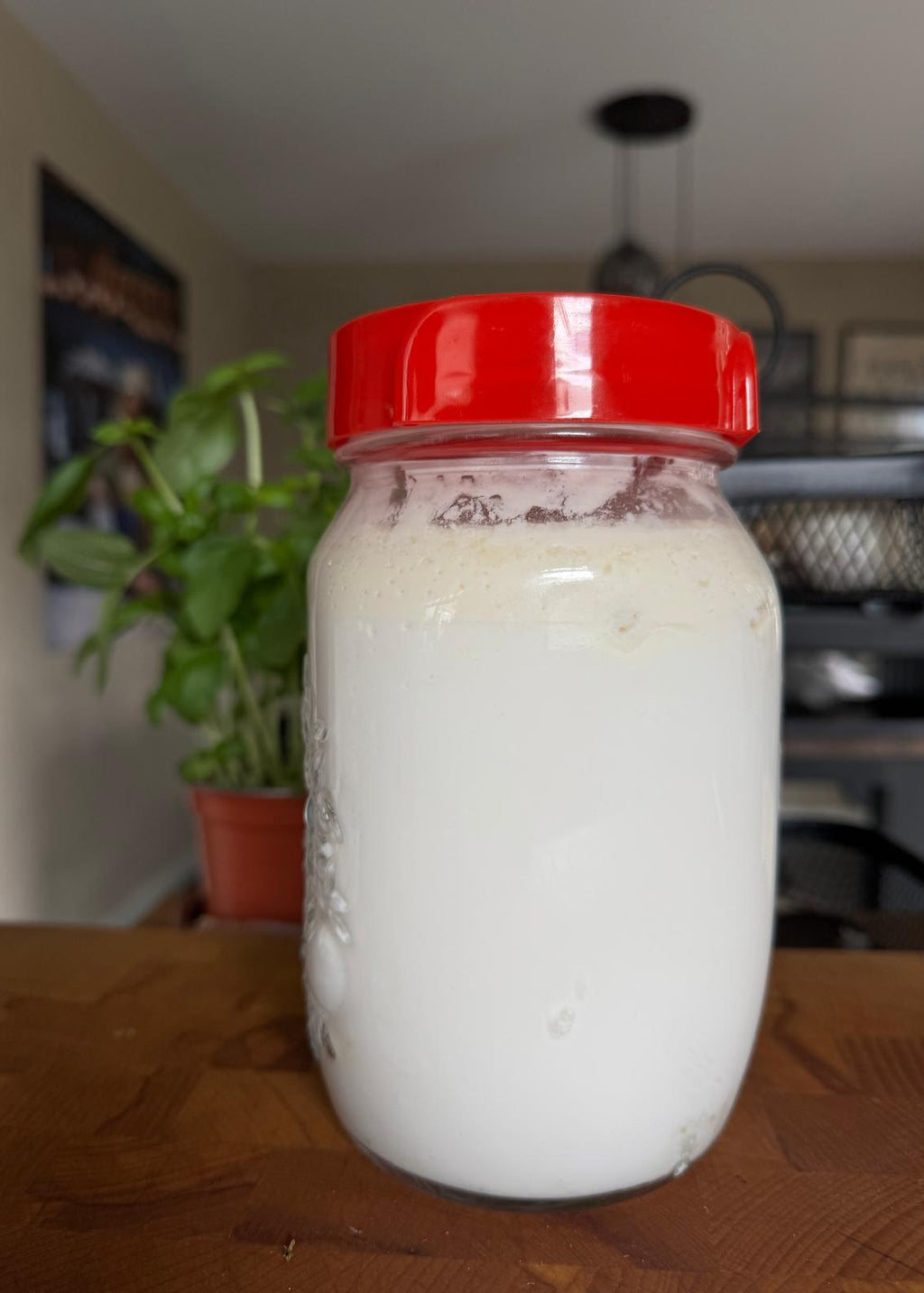 Biologische kefir korrels - 10 gram - inclusief uitleg